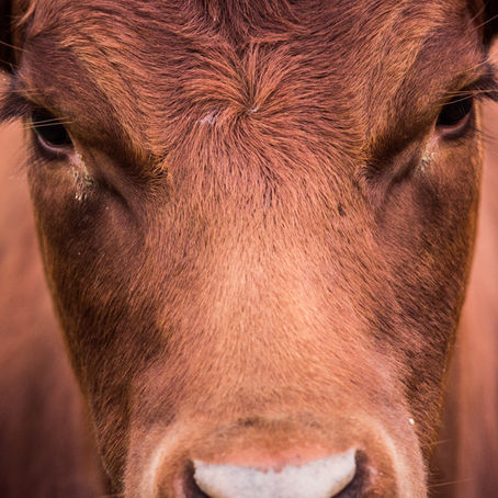 Beef and dairy groups give a thumbs-up to Bovaer