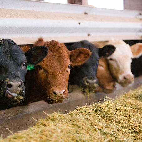 New U.S. meat labelling rules causing Canadian cattle industry concern