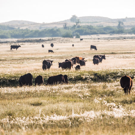 How growing cattle feed indoors could help ranchers maintain herds during drought