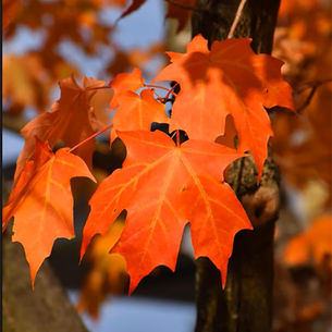 GVCA Tree Giveaway!