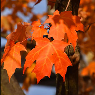 GVCA Tree Giveaway!
