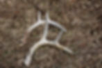 Two deer antlers in brown grass.