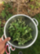 Freshly harvested herbs from Steven’s backyard urban garden in Guelph, Ontario. (Photo Credit: Steven Taylor)