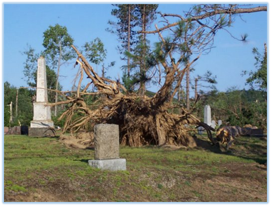 An uprooted tree stump in a cemetery