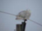 A snowy owl perched on a line with the top of a log beneath it.