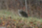 Raccoon on grass with trees in the background.