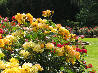 Get Your Roses Through Summer!