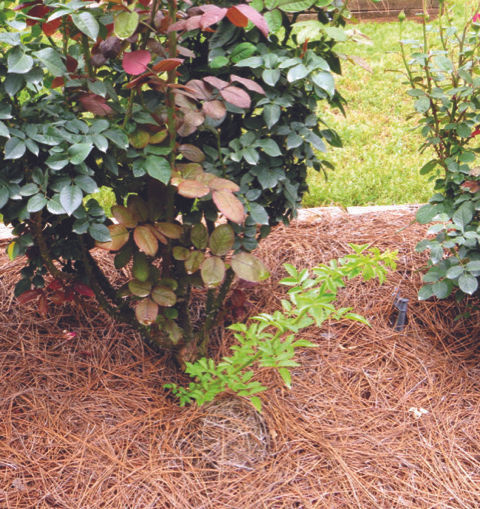 2. Multiflora