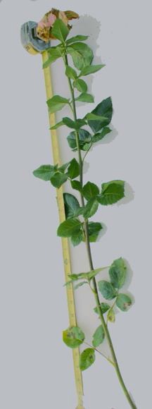 Fig. 10