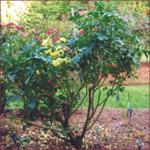 Large bush