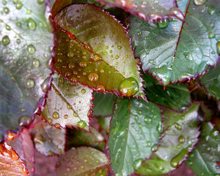 Healthy Leaves Guarantee Lovely Blooms