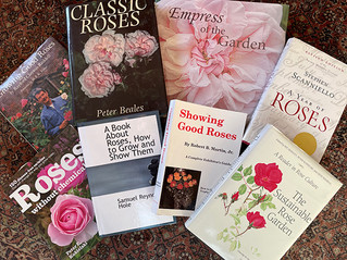 Winter Rose Reading