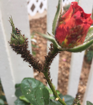 Aphids