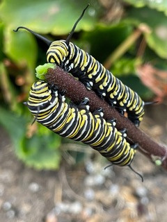 The Lion and the Lamb: Roses and Monarch Caterpillars