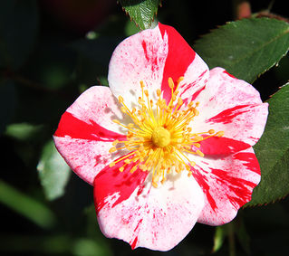 'Dorothy Rose'