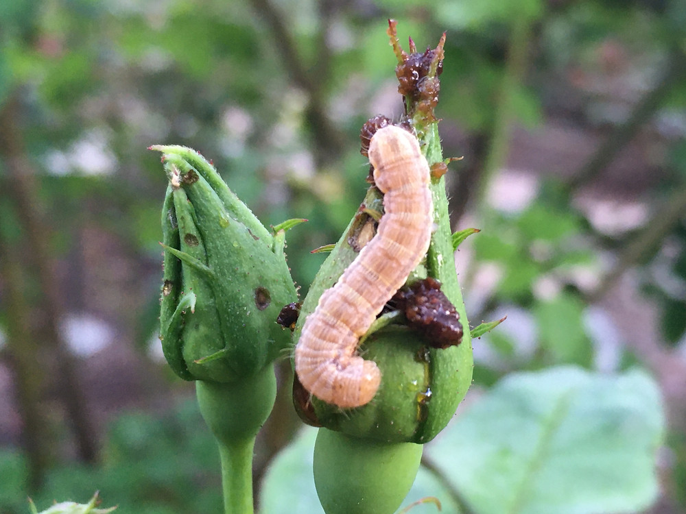 Bud worm