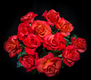 The Joy of Growing Show Roses