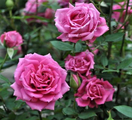 'Overnight Scentsation', photo courtesy Suzanne Horn