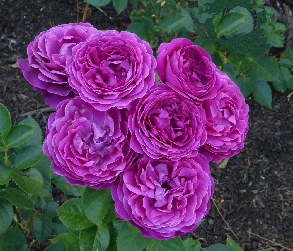 American Rose Society 2025 Calendar