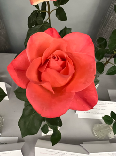 Come for the Roses, Stay for the People!