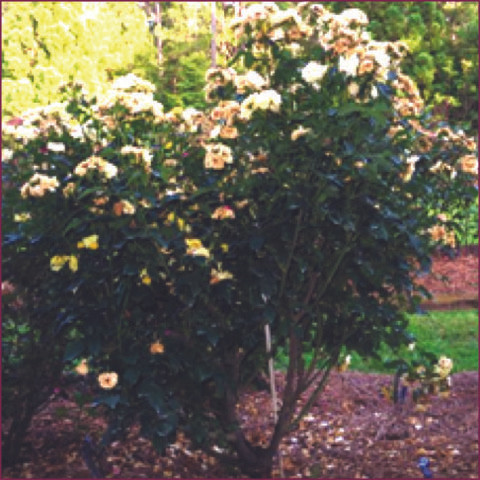 Large bush
