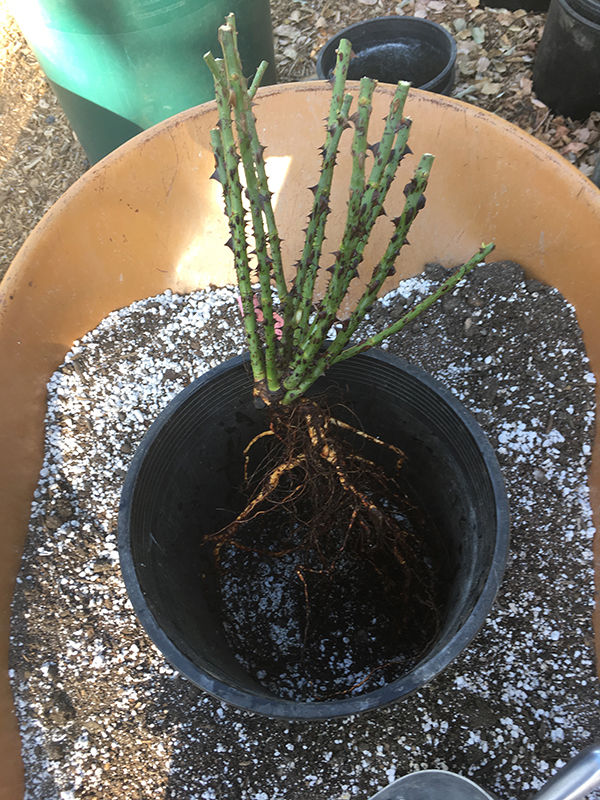 Starting Bare Root Roses in Containers