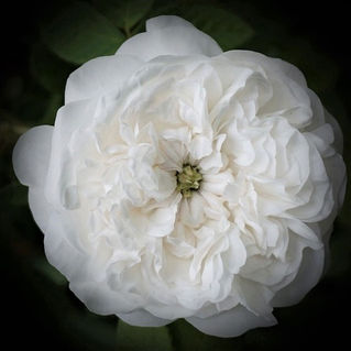 The History & the Beauty of Madame Hardy