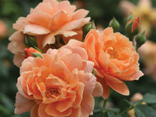 2018 New Rose Introductions