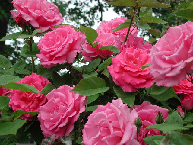 'Zépherine Drouhin'