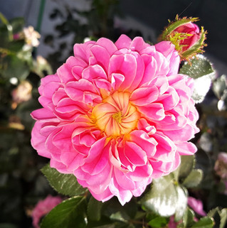 Treasure Trail: The Charm of a Modern Moss Rose