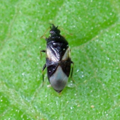 Minute Pirate Bug