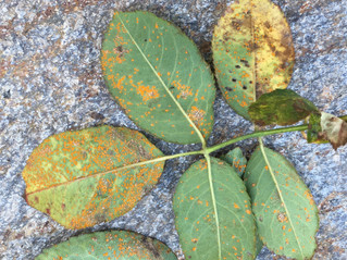 Rose Diseases Illustrated