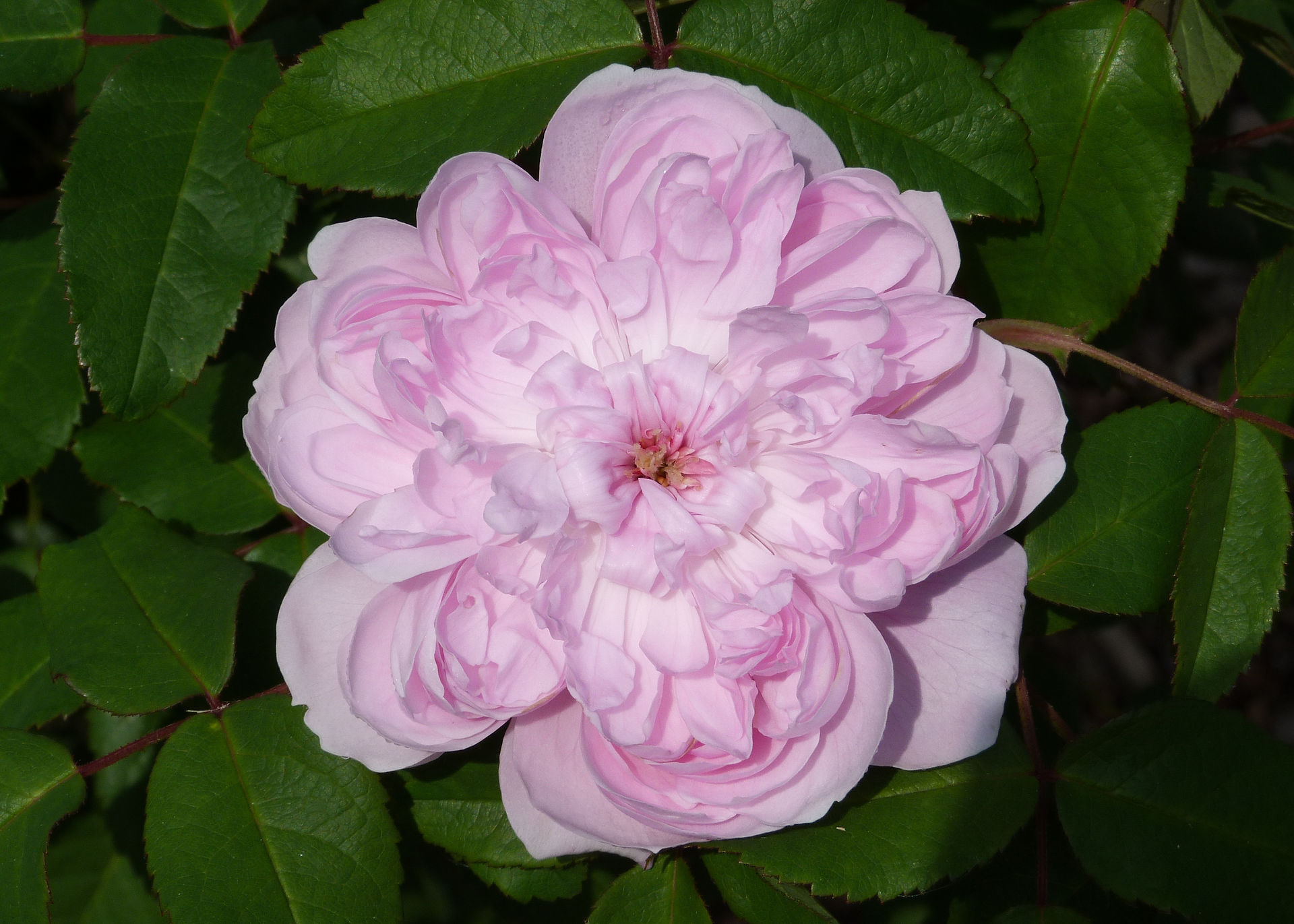 Marchesa Boccella