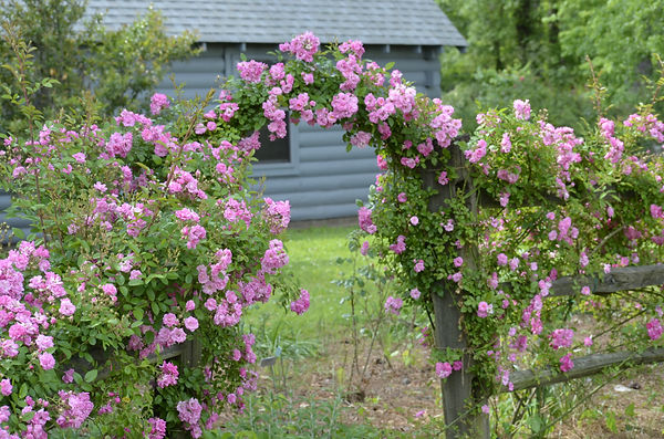 America's Rose Garden