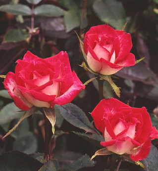 The Roses of Ralph Moore