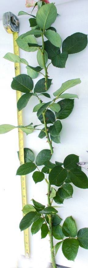 Fig. 15
