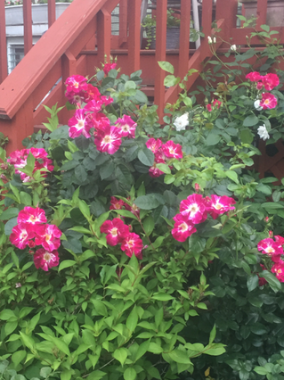 Growing Roses in Pots — Winterizing Your Roses