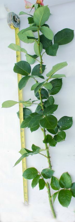 Fig. 16