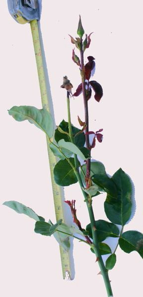 Rose Rhetoric — Summer Pruning
