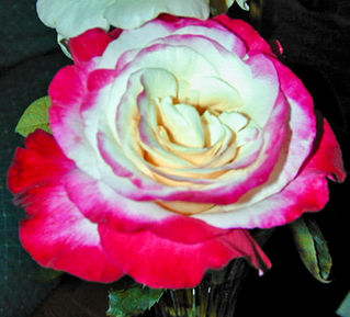 Rose Bloom Color and Chemistry