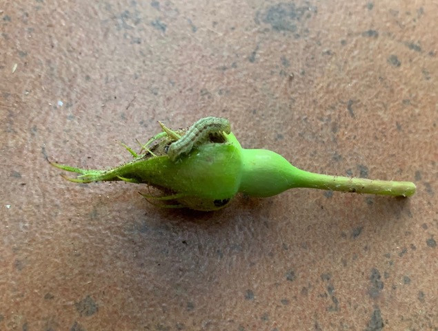 Rose bud worm