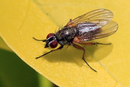 Support the Beneficials!
