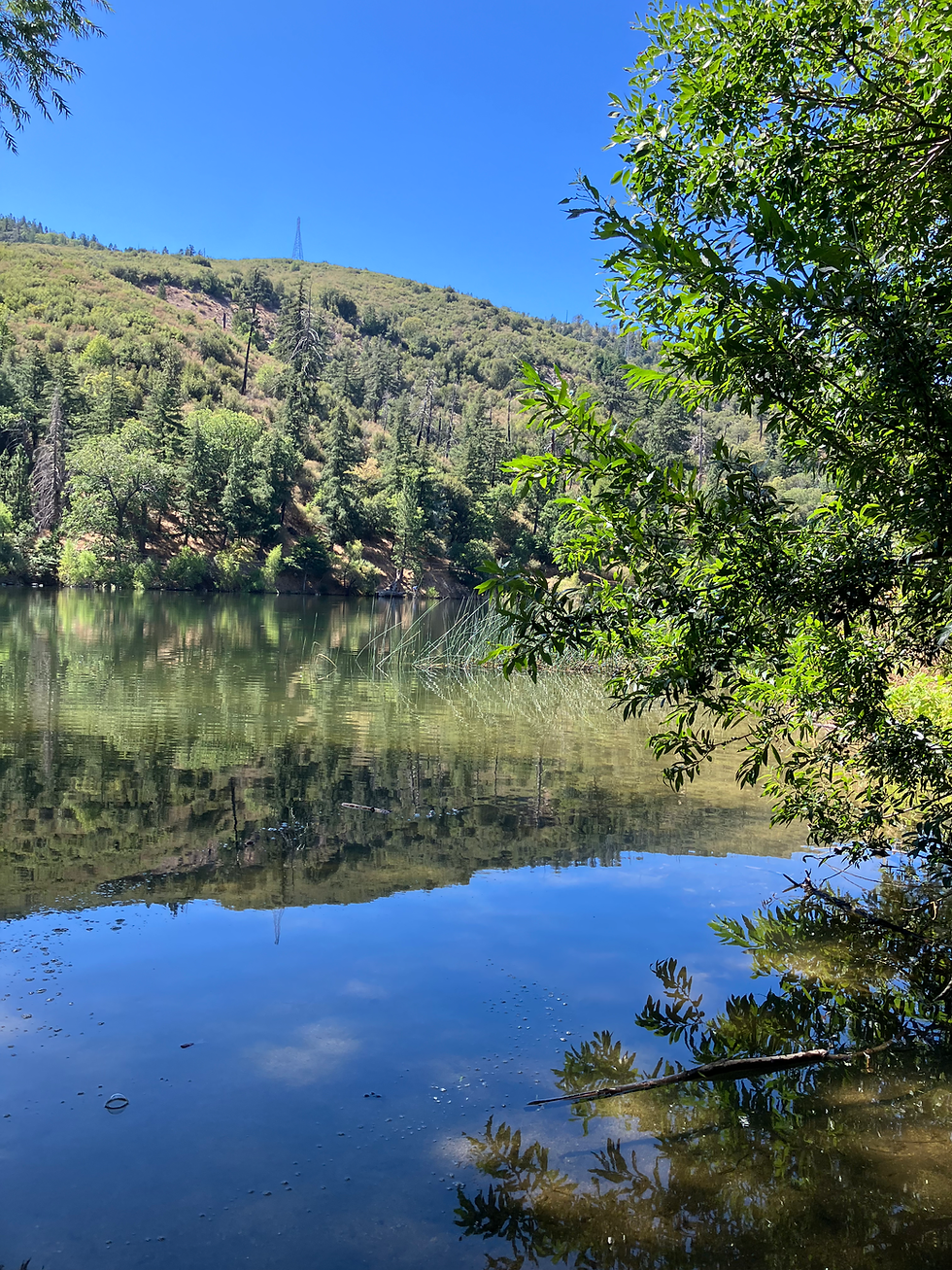 Eye-level view of a family picnic in a sunny park with children playing nearby