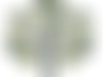 Pourquoi un figuier ?