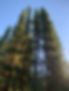 Black Spuce Trees.jpg
