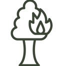 Fire Damaged Trees.png