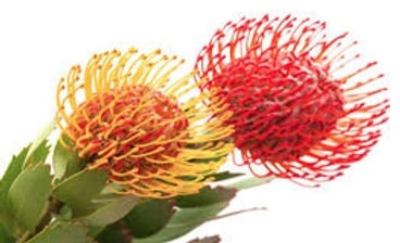 Red and Yellow Unusual Flowers - Wedding Florist and Funeral Florist and Flower Delivery in Plymouth