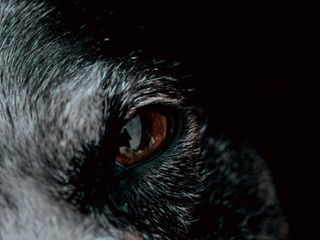 Wolf of Gubbio | Photo by Virginia Johnson on Unsplash