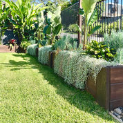 vine_garden_tree_turf