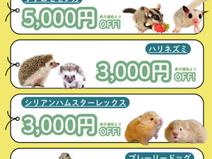 *:・゚✧週末限定 *:・゚✧
